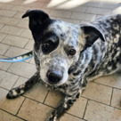 Adopt A Pet :: Molly - Versailles, KY