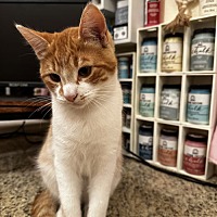 adopt a pet