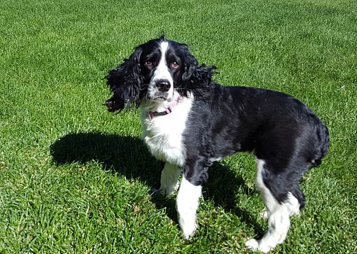 springer spaniel looking for new home