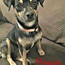 Thumbnail photo of Princess Pookie pending adoption #3