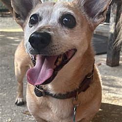 Thumbnail photo of Jack (& Buddy bonded pair) #4