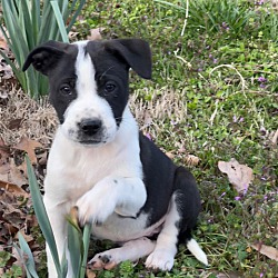 Thumbnail photo of Paisley~adopted! #1