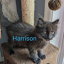 Thumbnail photo of Harrison #4