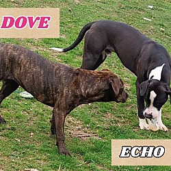 Thumbnail photo of Echo #3