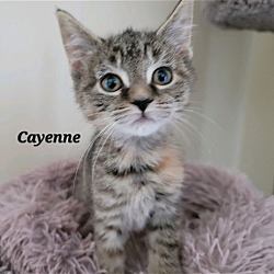 Photo of Cayenne (24-434)