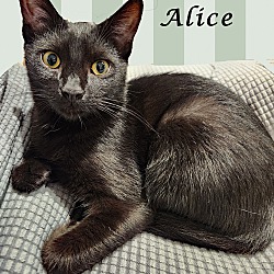 Thumbnail photo of ALICE #1