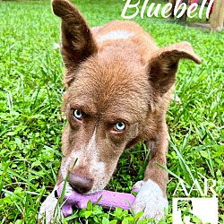 Thumbnail photo of Bluebell #4