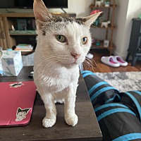 adopt a pet