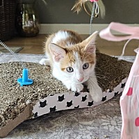 adopt a pet