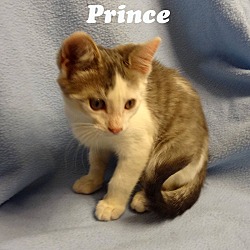 Thumbnail photo of Prince #2