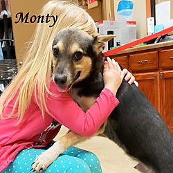 Thumbnail photo of Monty~adopted! #2