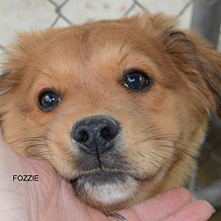 Photo of Fozzie