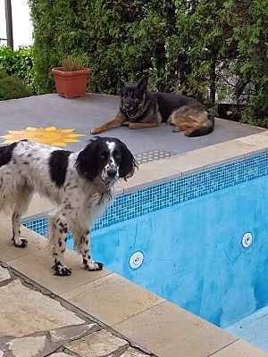 Arlington Ma English Setter Meet Boki A Pet For Adoption