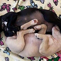 Thumbnail photo of Adorable Pit lab pups #1