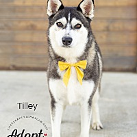 Photo of Tilley