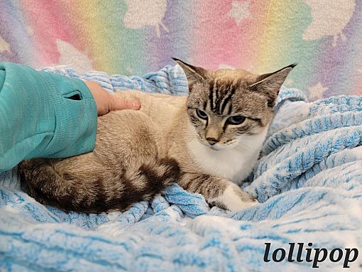 Dickson, TN - Domestic Shorthair. Meet Lollipop a Pet for Adoption -  