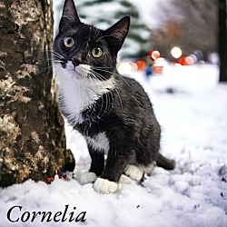 Photo of Cornelia