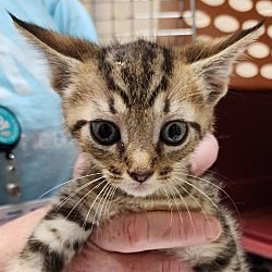 Photo of tabby Kitten 2
