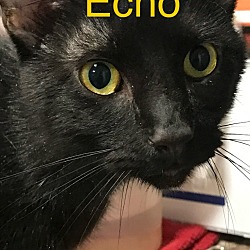 Photo of Echo