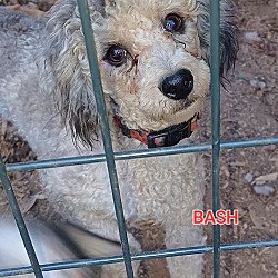 Photo of Bash