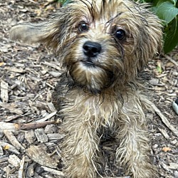 Thumbnail photo of Shorkie Charlie #3