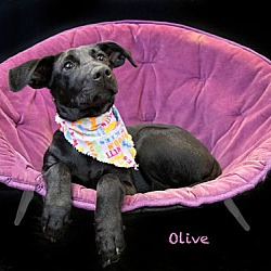 Thumbnail photo of Olive #2