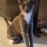 adopt a pet