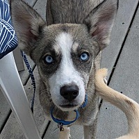 adopt a pet