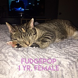 Thumbnail photo of Fudgepop #1