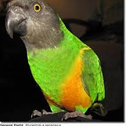 Thumbnail photo of RAJA The Senegal Parrot #4