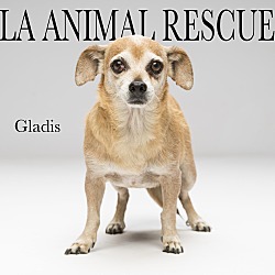 Thumbnail photo of Gladis #3
