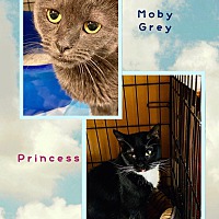 Photo of Princess and Moby Grey
