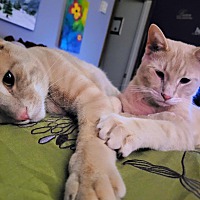 adopt a pet