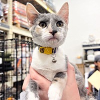 adopt a pet