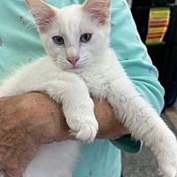 adopt a pet