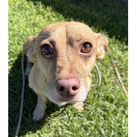 adopt-pet