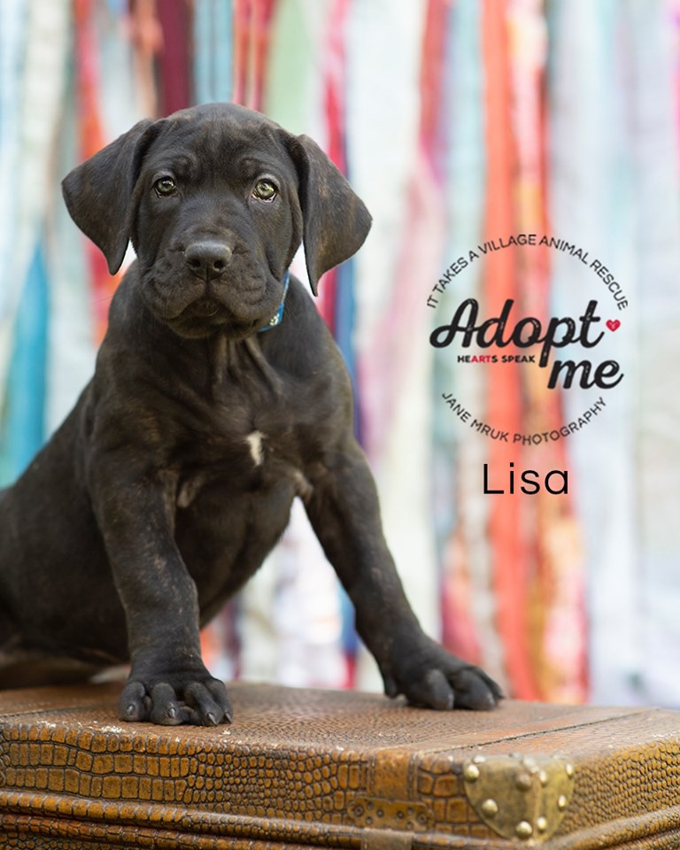 Middletown De Cane Corso Meet Lisa A Pet For Adoption