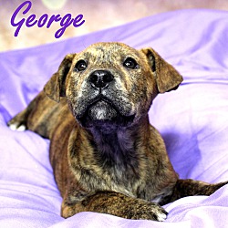 Thumbnail photo of George~adopted! #1