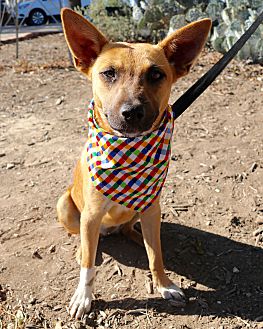 33 Pet Adoption Centers Cincinnati Ohio Photos