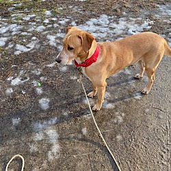 Passion For Pets Rescue In Brunswick Maine