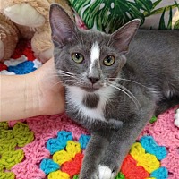 adopt a pet