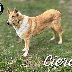 Thumbnail photo of Ciera #1