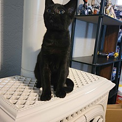 Photo of Black Cat