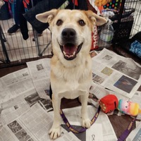 adopt a pet