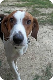 Media, PA - Treeing Walker Coonhound. Meet WOODY a Pet for Adoption.