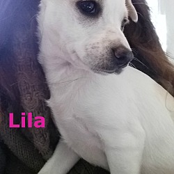 Photo of Lila