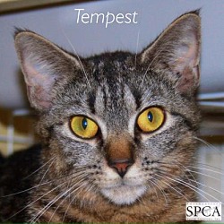 Thumbnail photo of Tempest #1