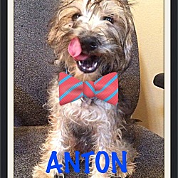 Photo of Anton