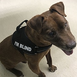 Puppies For Sale In New Albany Indiana Adoptapet Com