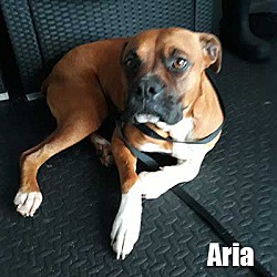 Thumbnail photo of Aria #2